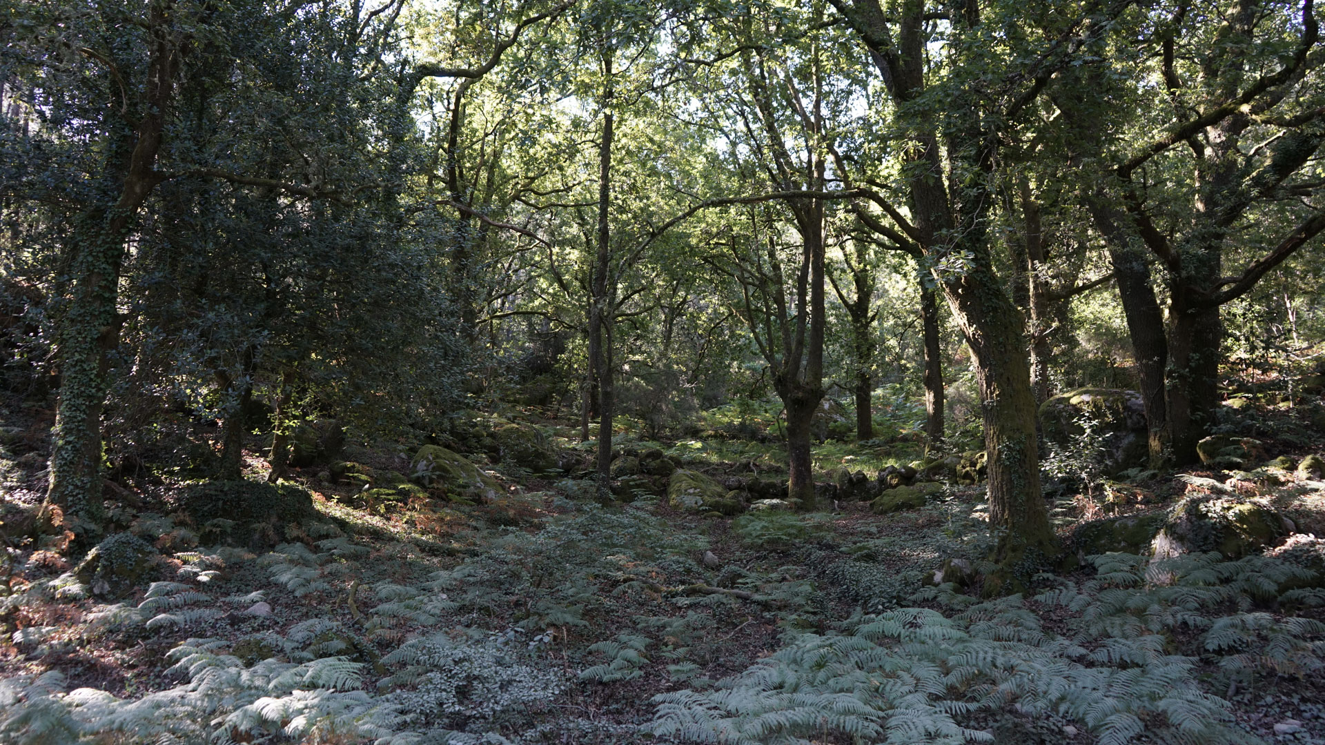 Aural Forest